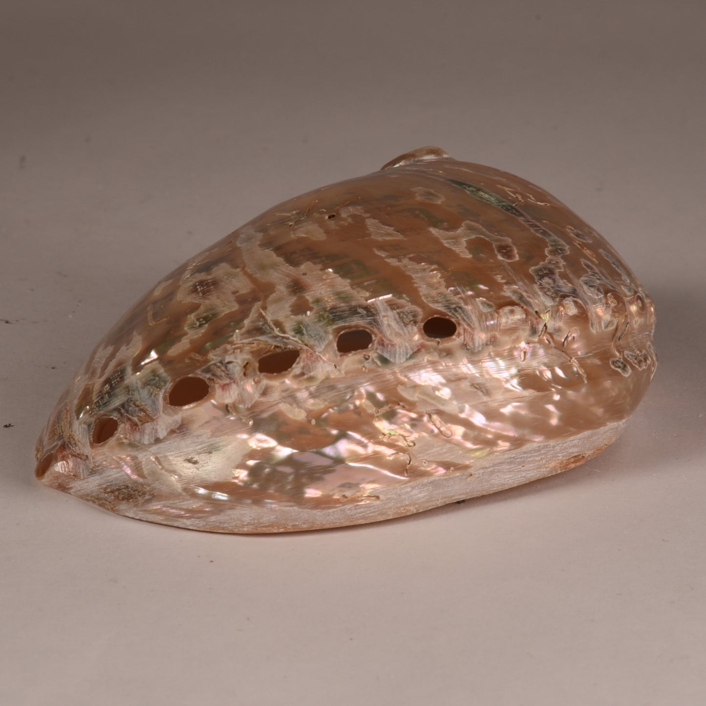 Real Abalobe Shell