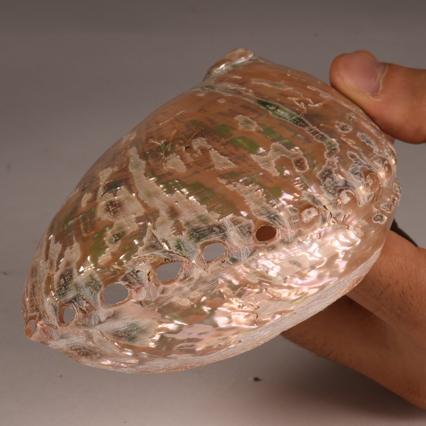 Real Abalobe Shell