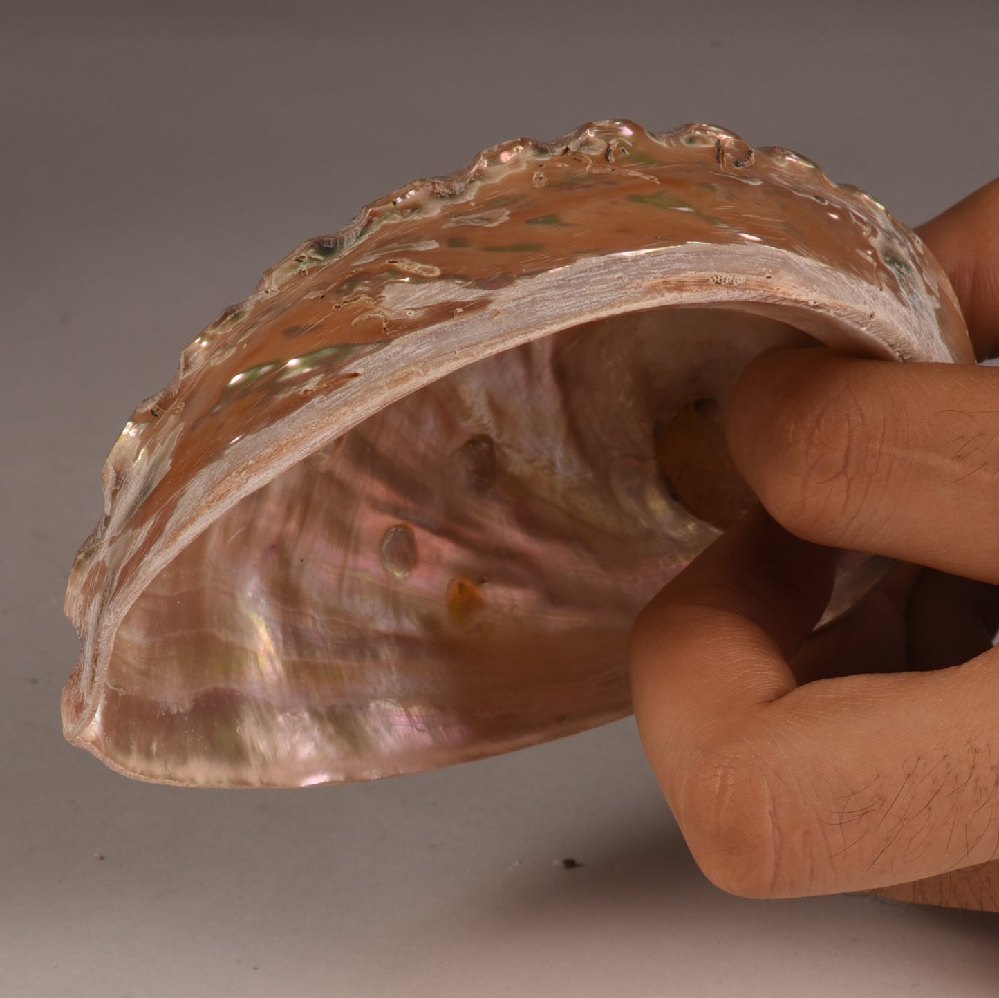 Real Abalobe Shell