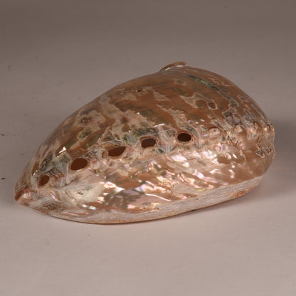 Real Abalobe Shell