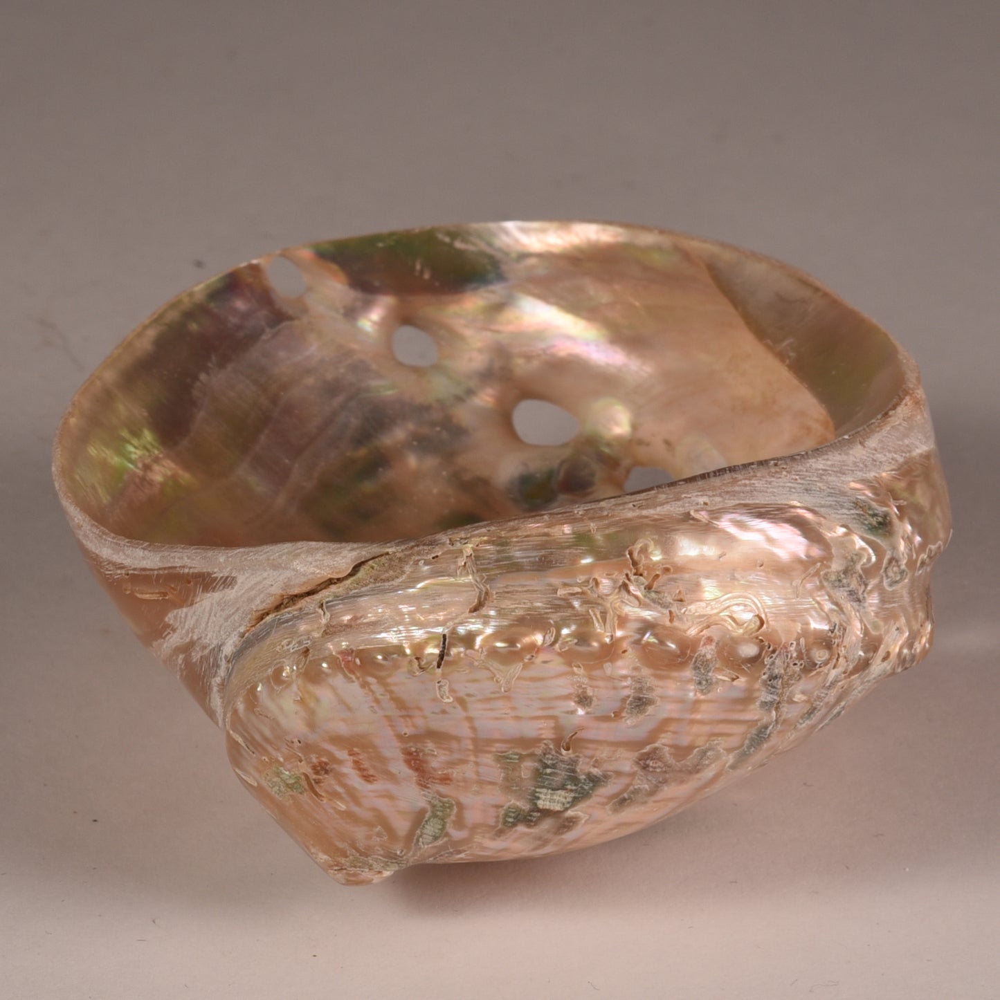 Real Abalobe Shell