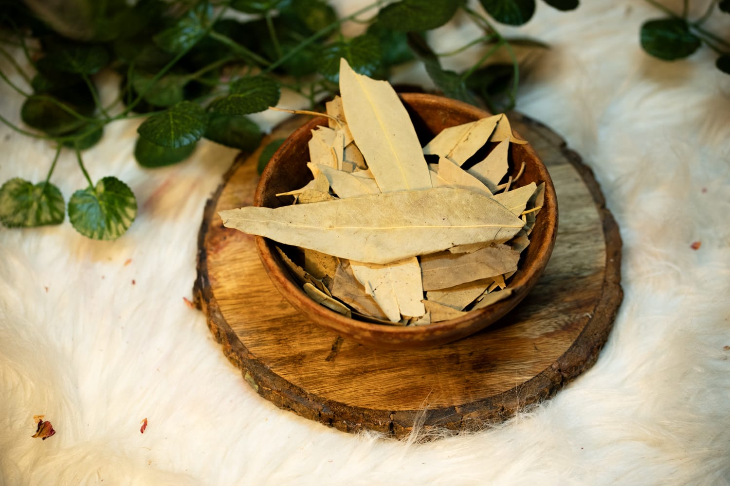 Eucalyptus leaves Herbs