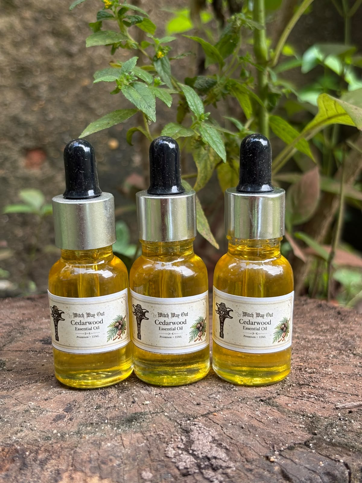 Cedarwood Essential Oil ritual oil for Root Chakra grounding and protection