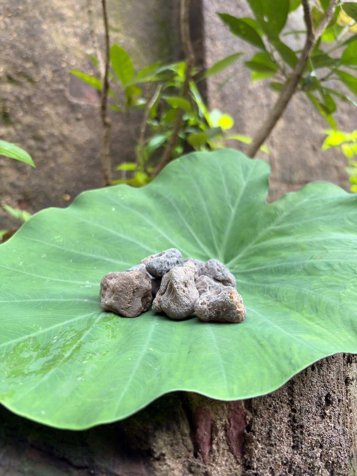 Tektite Crystal Raw Stone