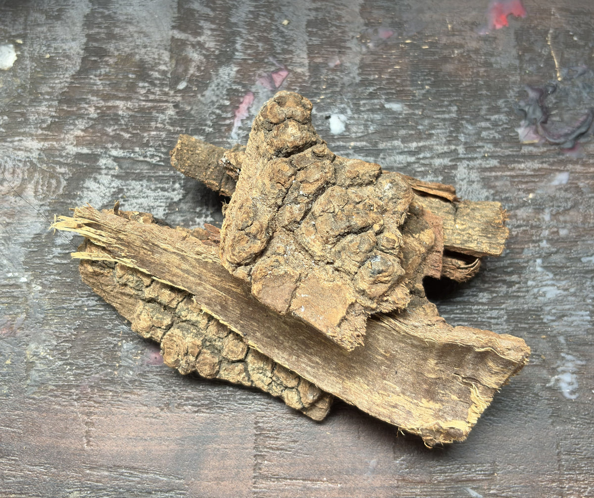 Natural Jezebel Root for attraction, glamour, and personal power rituals