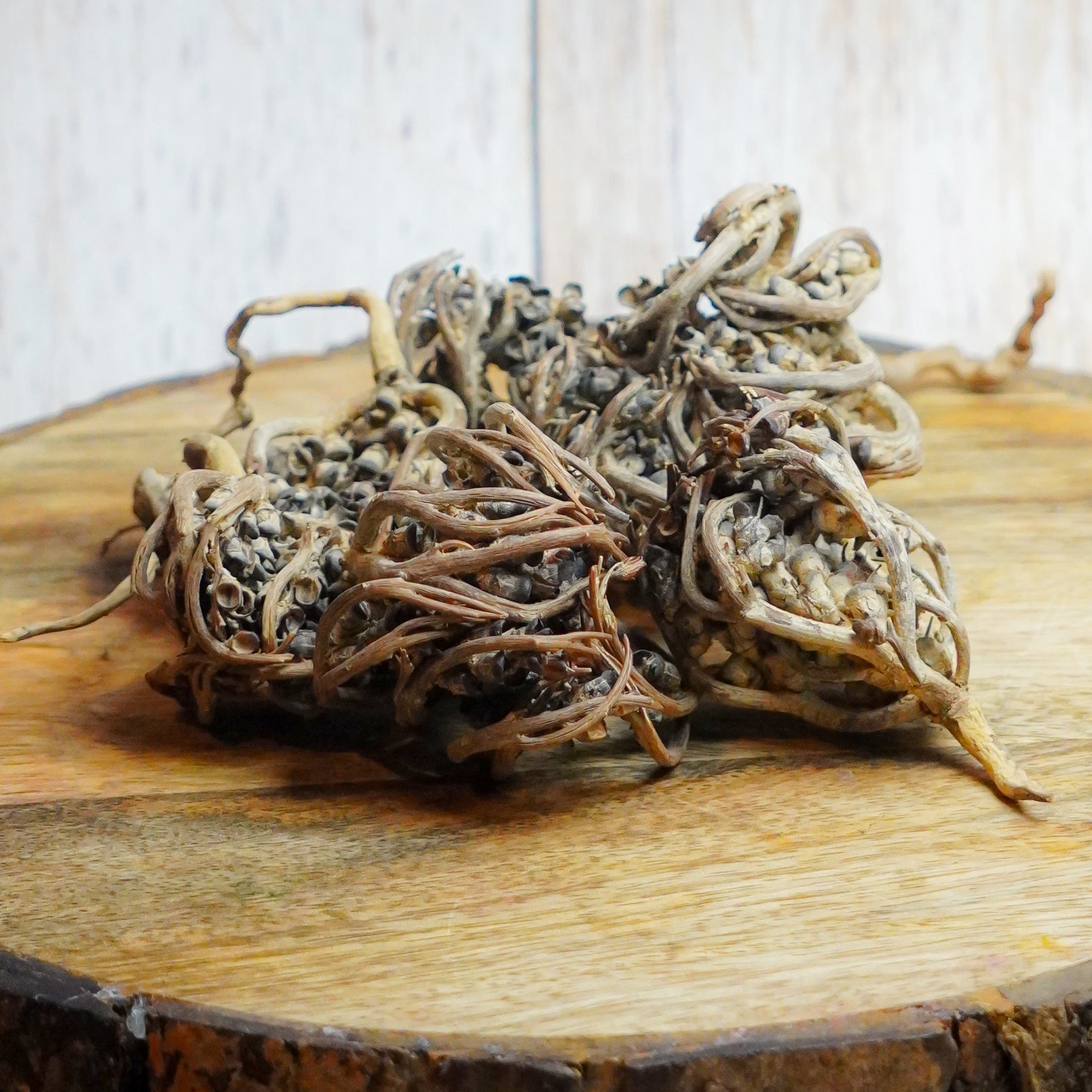 Real Pack Of 3 - Rose Of Jericho Herbs
