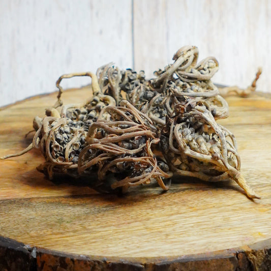 Real Pack Of 3 - Rose Of Jericho Herbs